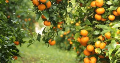 Mandarinat e Konispolit, eksportohen në Ballkan dhe Europë