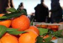 Prodhim i lartë në Konispol, këtë vit 50 mijë ton mandarina! Eksportohen në Ballkan dhe Europën Lindore