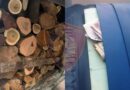 Sarandë – U kap në flagrancë duke transportuar lëndë drusore, arrestohet 34- vjeçari