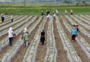 Skemë e re për bujqësinë/ Denaj: Mbështesim me fonde 65 mijë fermerë